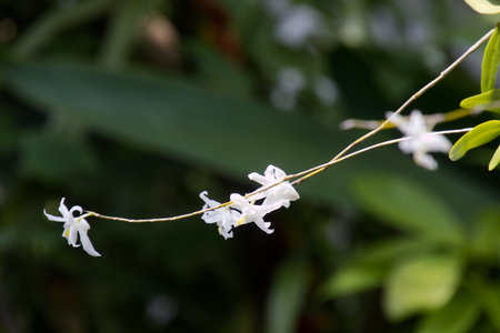 White orchid Dendrobium crumenatum Sw. in natural light, nature backgroundの写真素材