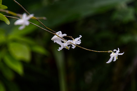 White orchid Dendrobium crumenatum Sw. in natural light, nature backgroundの写真素材
