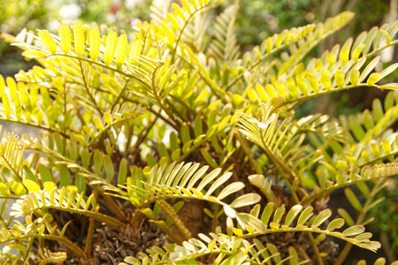 Green leaves of Zamia furfuracea (Mexican Cycad) in natural light, nature backgroundの写真素材