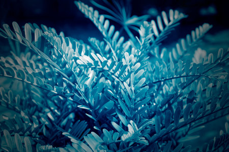 Leaves of Zamia furfuracea (Mexican Cycad) in blue screen backgroundの写真素材