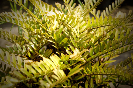Green leaves of Zamia furfuracea (Mexican Cycad) in natural light, nature background