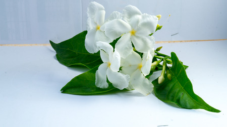 mali green flowerの写真素材