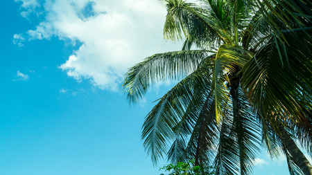 blue sky with coconut treeの写真素材