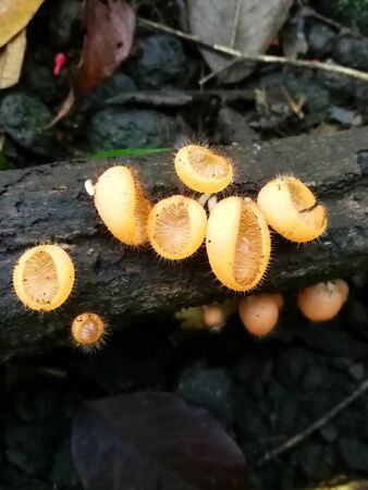 Yellow mushrooms on a wooden branch in close upの写真素材