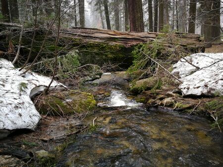 Small river in a forest and cloudy weatherの写真素材