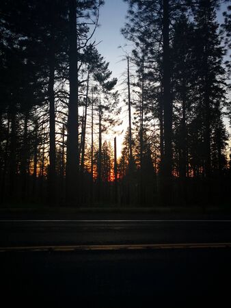 Beautiful sunset with silhouettes of treesの写真素材