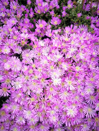 Beautiful field of pink flowers in close upの写真素材