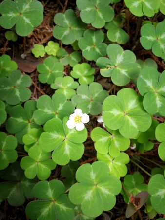 Beautiful flowers in close upの写真素材