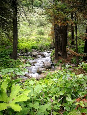 Beautiful small waterfall in a forestの写真素材