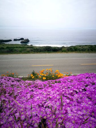 Beautiful field of pink flowers in close upの写真素材