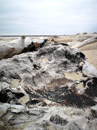 Wood on the Oregon sea with cloudy skyの写真素材
