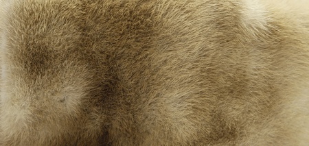 Beige fur texture の写真素材
