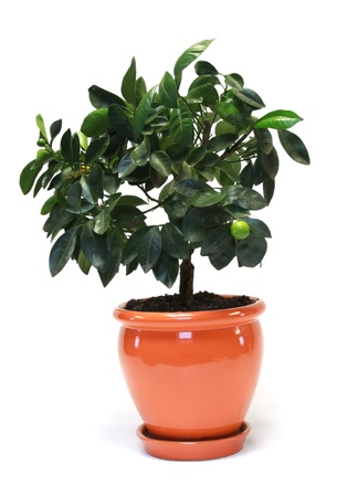 citrus tree in the pot isolated on white の写真素材