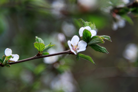 white flowers of the cherry blossoms on a spring day in the parkの写真素材