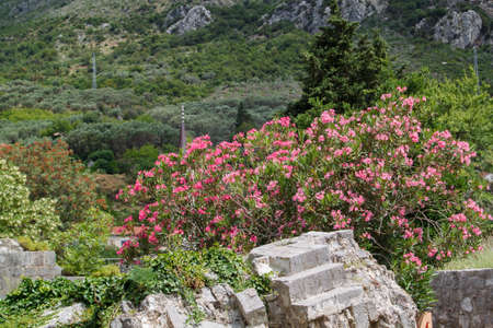 flowering bushes of oleander and ancient ruins against the mountain