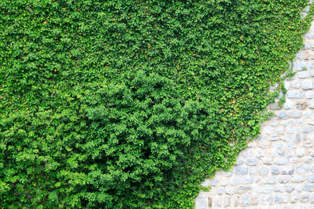 wall hidden under a winding ivy with an ancient stones