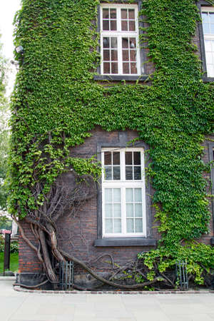 Old brick house with large beautiful windows entwined with green climbing ivy in the castle of Wawelのeditorial素材