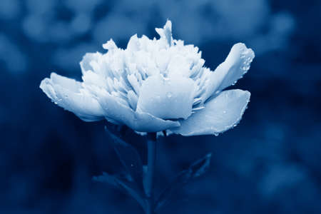Peony flower after rain toned in trendy Classic Blue color of the Year 2020の写真素材