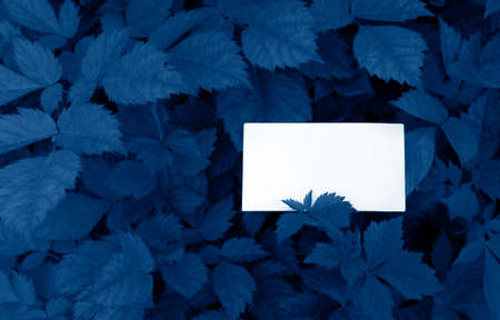 leaves with empty card toned in trendy Classic Blue color of the Year 2020