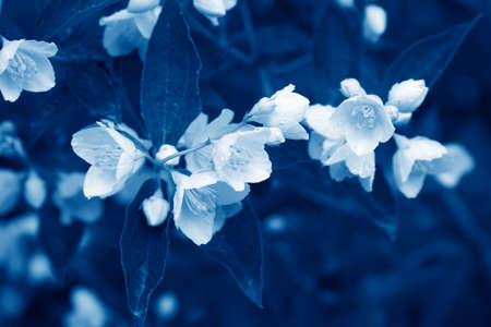 beautiful blossoming branch of jasmine toned in trendy Classic Blue color of the Year 2020の写真素材