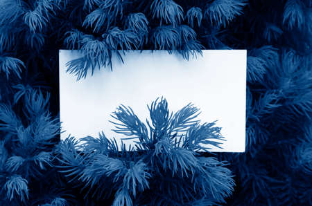fir with empty card toned in trendy Classic Blue color of the Year 2020の写真素材