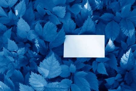 leaves with empty card toned in trendy Classic Blue color of the Year 2020の写真素材