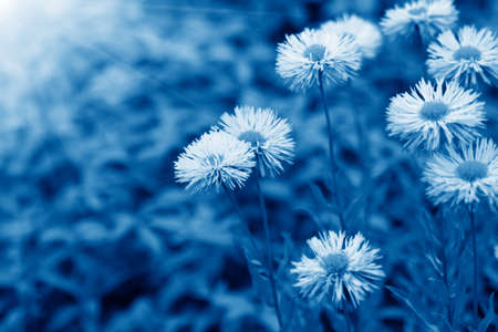 daisy flowers with sunlight on the green background