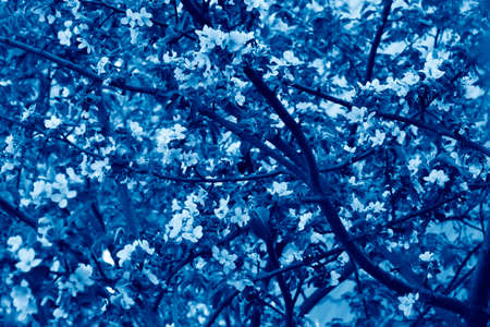 Spring blossoming apple tree toned in trendy Classic Blue color of the Year 2020の写真素材