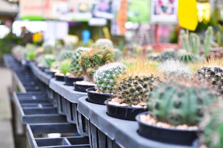 Cactus in the gardenの写真素材