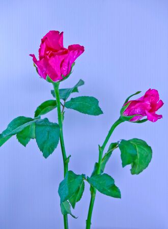 Rose is the queen of flowers  Instead of love の写真素材