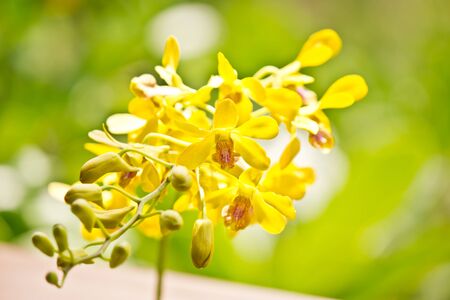 The orchid-page picture clear focus の写真素材