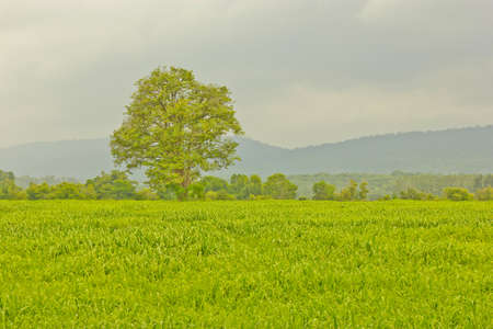 Growing grass for animals to risk  That the animal experiments  Sa Kaeo Province の写真素材