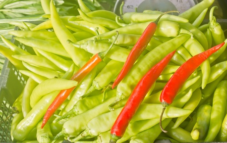 Chillies from the Capsicum family is a vegetable or a spice used in cooking の写真素材