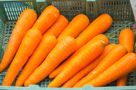 Carrot, turnip-like roots to eat their vegetablesの写真素材