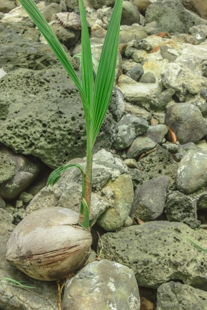 Coconut Beach loss along Moi grow naturally の写真素材
