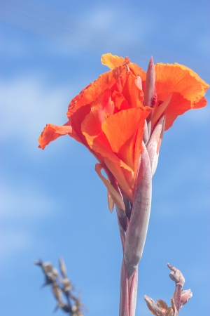 Red flowers and the sky is the beauty of nature の写真素材