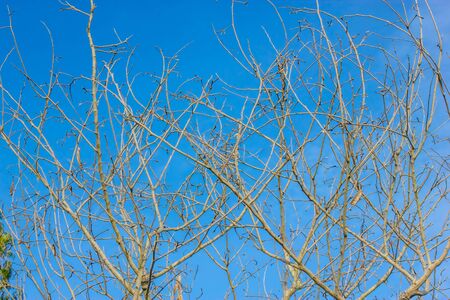 Forest ecosystems that provide a balance of nature  You can help protect the world の写真素材