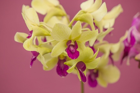 Natural beauty of orchids の写真素材