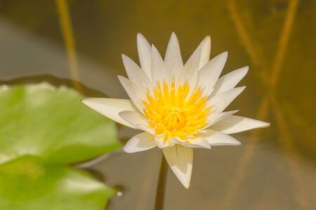A lotus flower in the swamp and marsh is a natural の写真素材