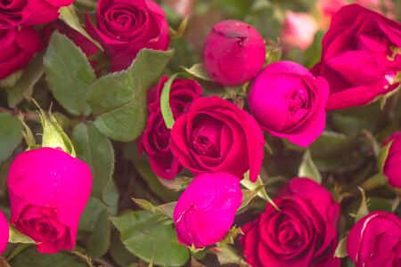 Roses are the flowers of love の写真素材