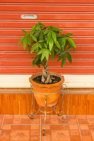 Potted tree for closed ornamental  To green の写真素材