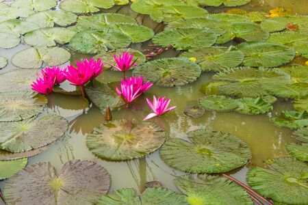 The beauty of the lotus plant Roa I know that I do not have anyの写真素材