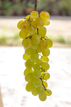 Grape fruit Edible both fresh and made into juice Anti-oxidants and cancerの写真素材
