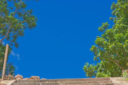 Tree and the sky is the beauty of nature の写真素材