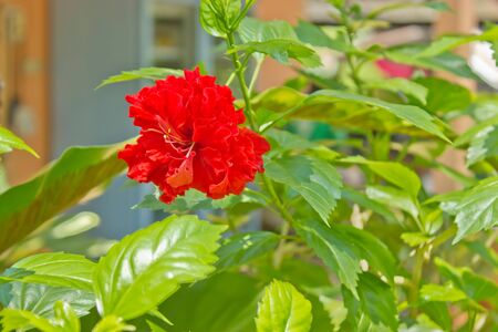 Red flowers and the sky is the beauty of nature の写真素材
