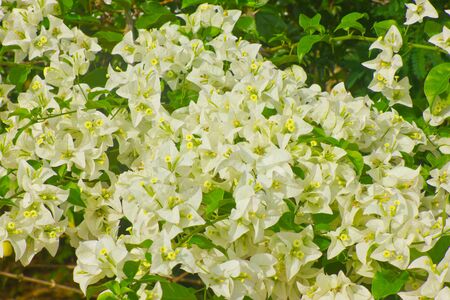Yellow  flowers and the sky is the beauty of nature の写真素材