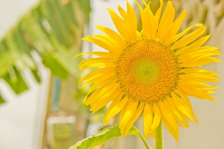 The most prominent in the fields of sunflowers There is also a seed and plant oils   3651;	の写真素材