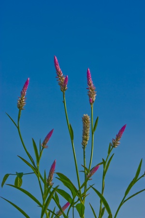 No matter where the flowers are  To the natural beauty as well の写真素材