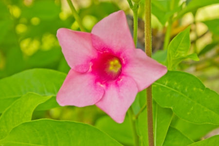 Flowers along the way  A natural beauty の写真素材
