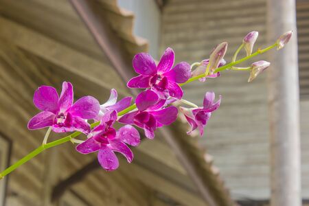 All kinds of beautiful orchids and unique  A natural beauty の写真素材